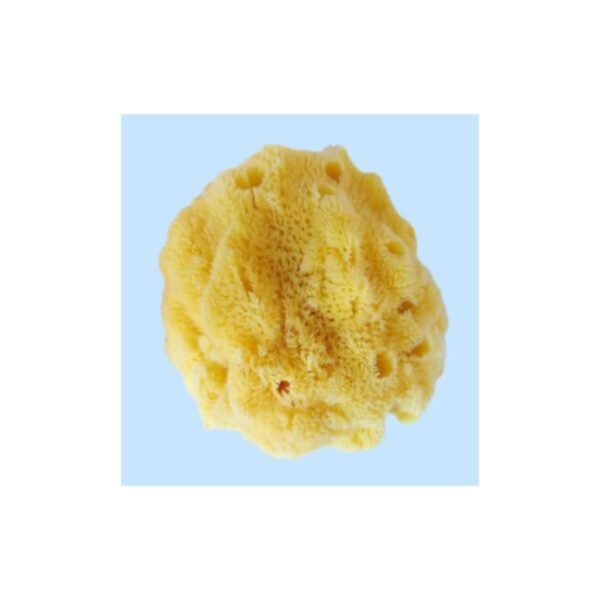 SPONGE HARD HEAD ΦΥΣΙΚΟ ΣΦΟΥΓΓΑΡΙ HH