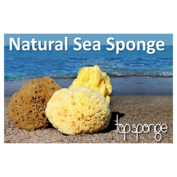 SPONGES 2 TOP SPONGE ΣΦΟΥΓΓΑΡΙ ΜΠΑΝΙΟΥ ΛΟΥΦΑ