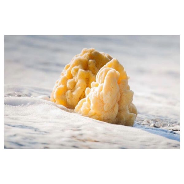 SPONGES 3 TOP SPONGE ΣΦΟΥΓΓΑΡΙ ΜΠΑΝΙΟΥ ΛΟΥΦΑ